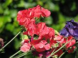 Sweet Peas_4 